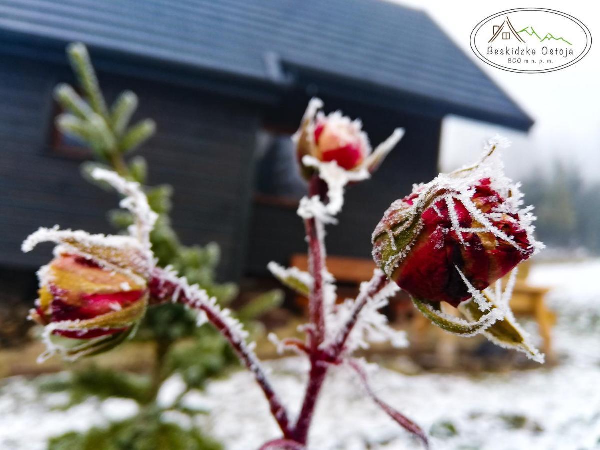 Beskidzka Ostoja Koszarawa ภายนอก รูปภาพ